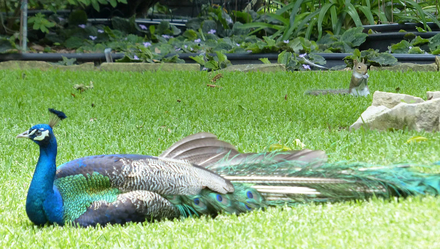 Suburban peacock with squirrel