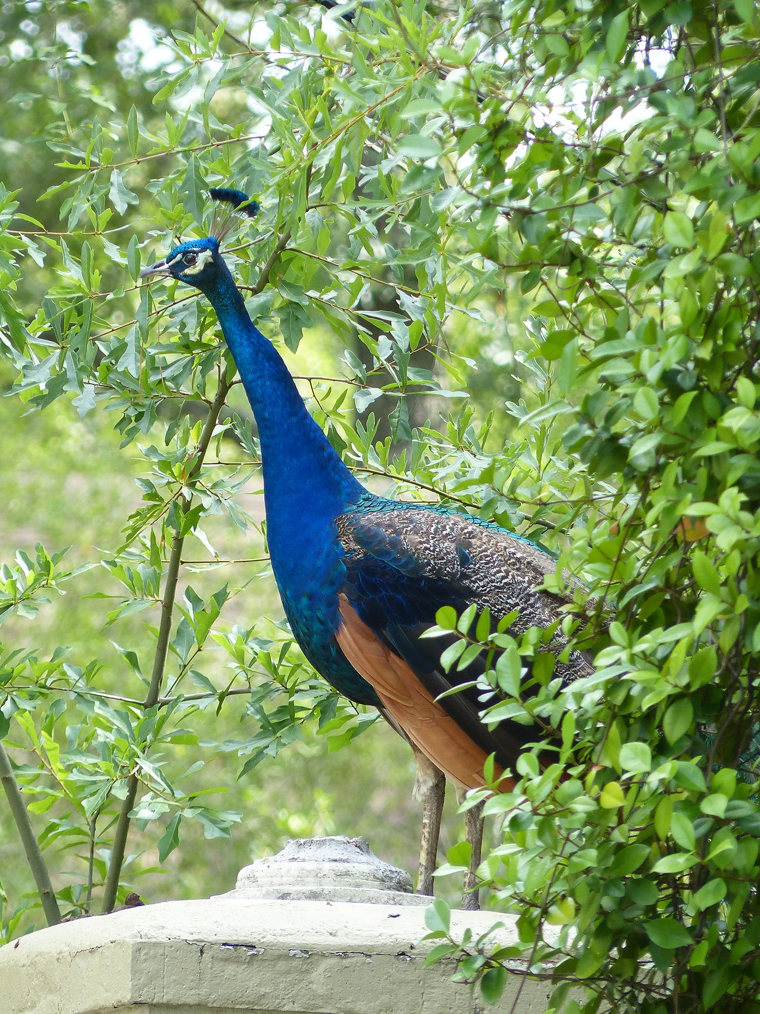 Peacock perched on wall of estate
