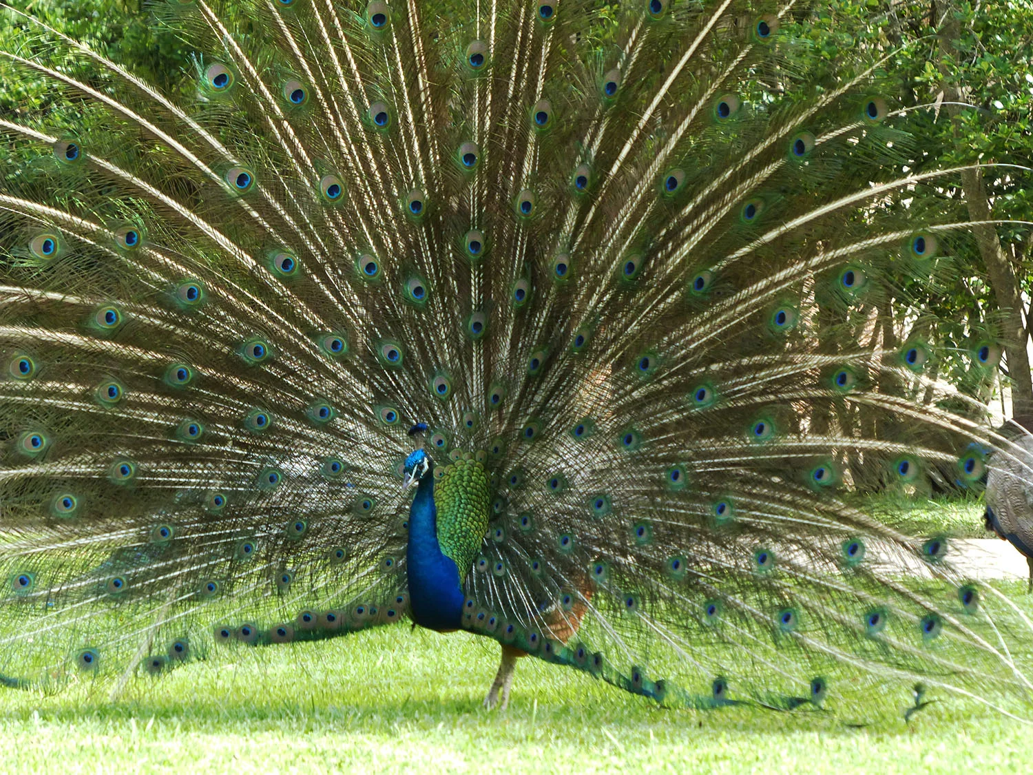 River Forest peacock showing off