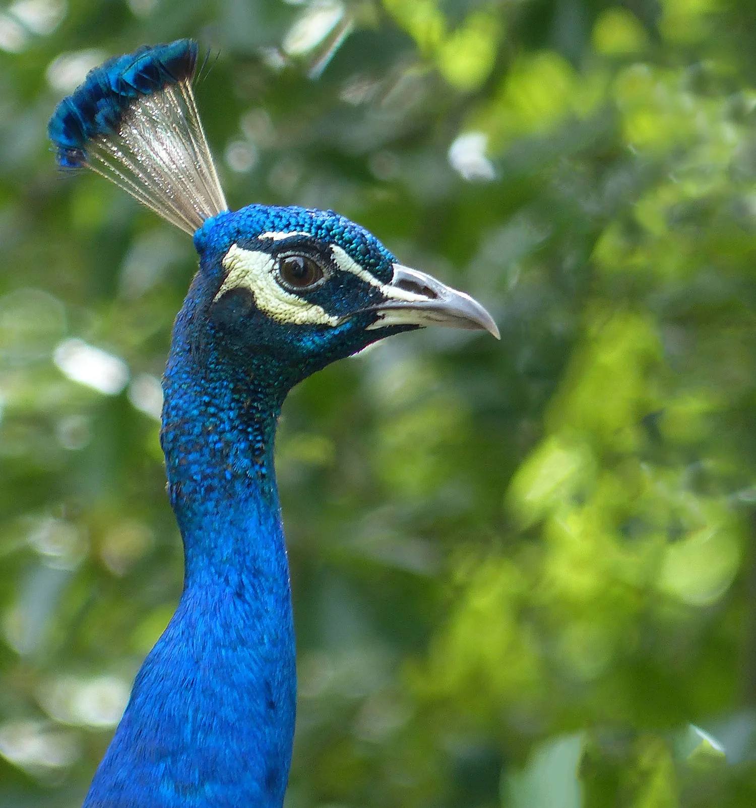 Male portrait