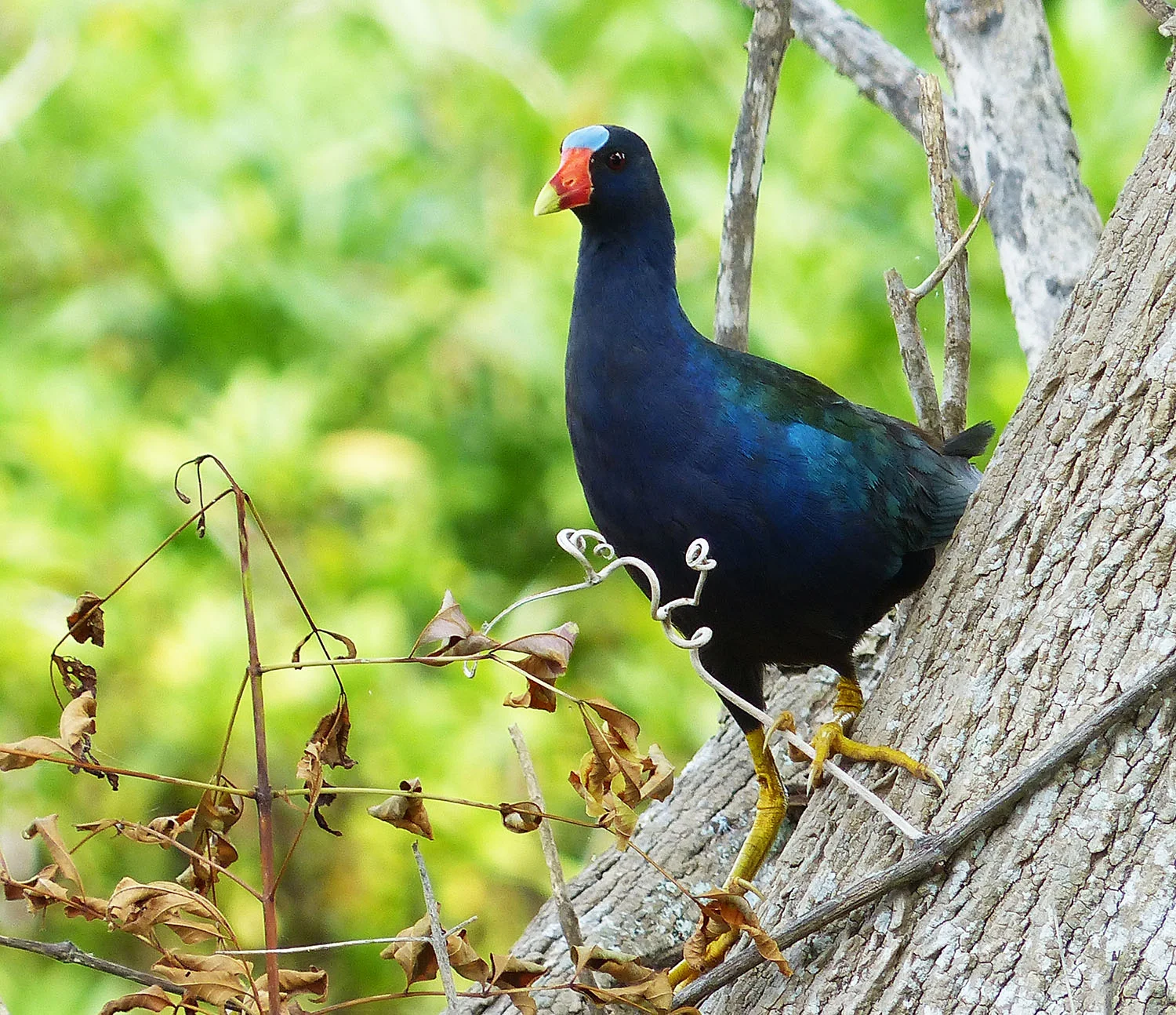 Purple Gallinule female watching from tree