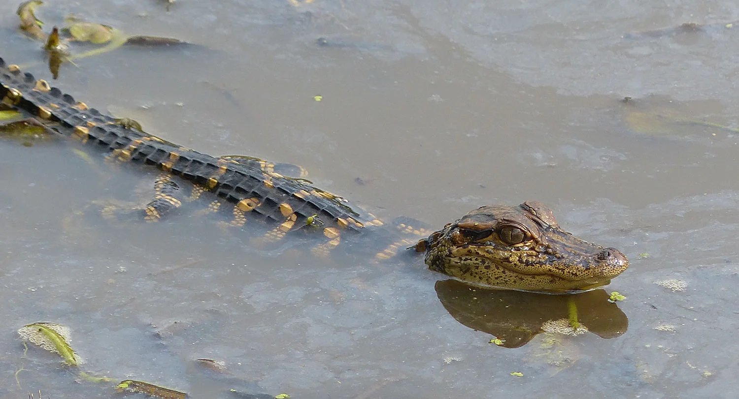 Alligator less then one year old