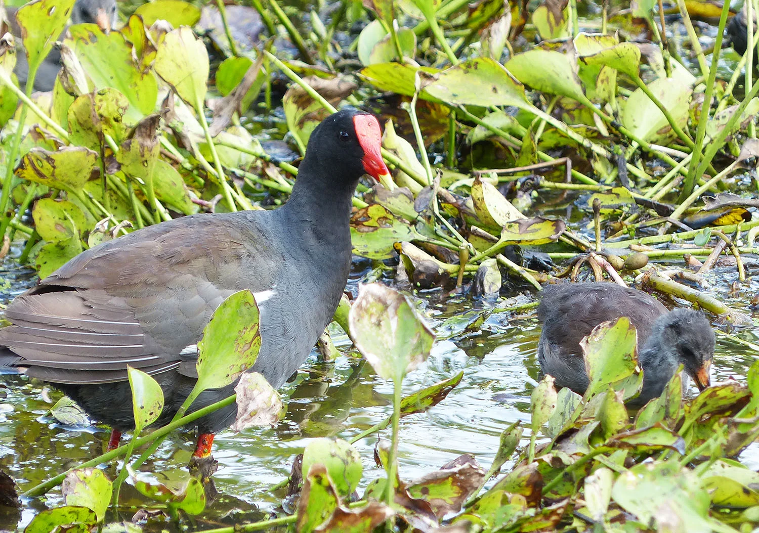 Common Moorhen and chick
