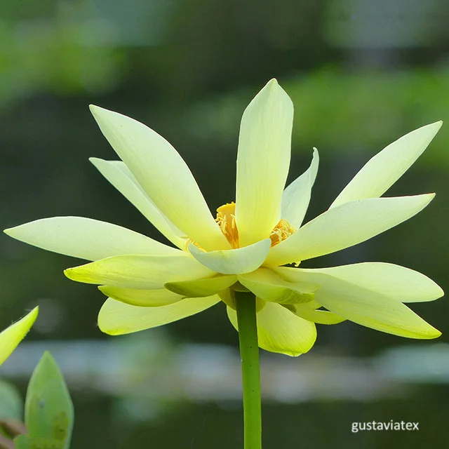 Lotus blossom