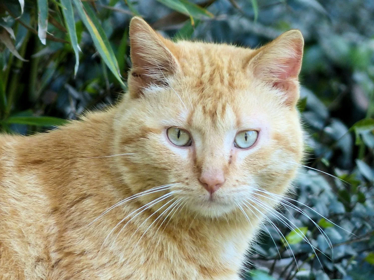 Orange semi-wild kitteh