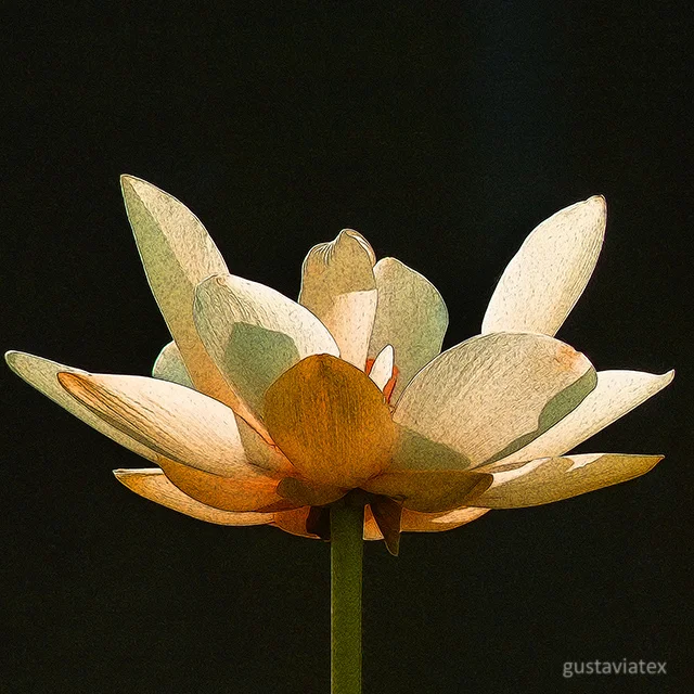 Lotus Blossom from Brazos Bend State Park