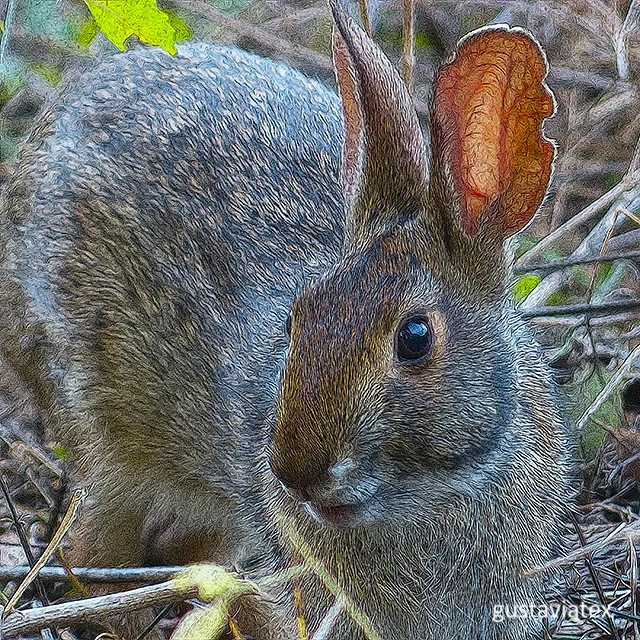 Bunny from Brazos Bend