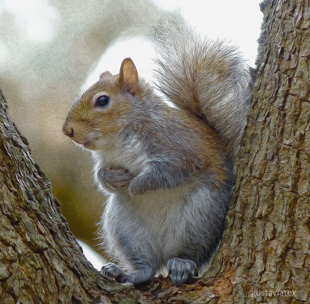 Fave Squirrel with new edit