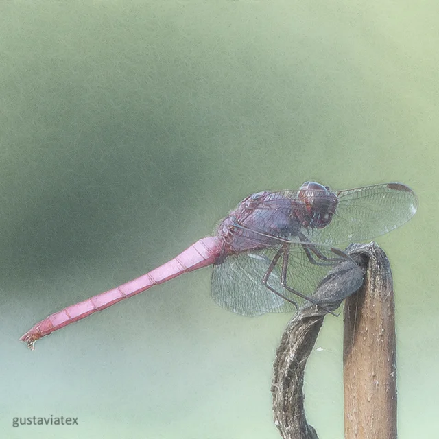 Dragonfly Dreams