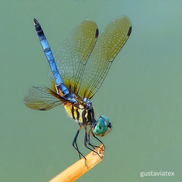 Dragonfly edited with Topaz Simplify, Fractalius and Oil Paint