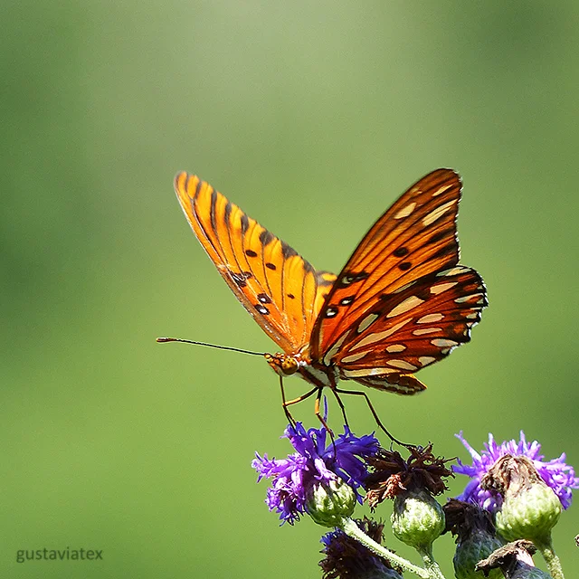 Gulf Fritillary