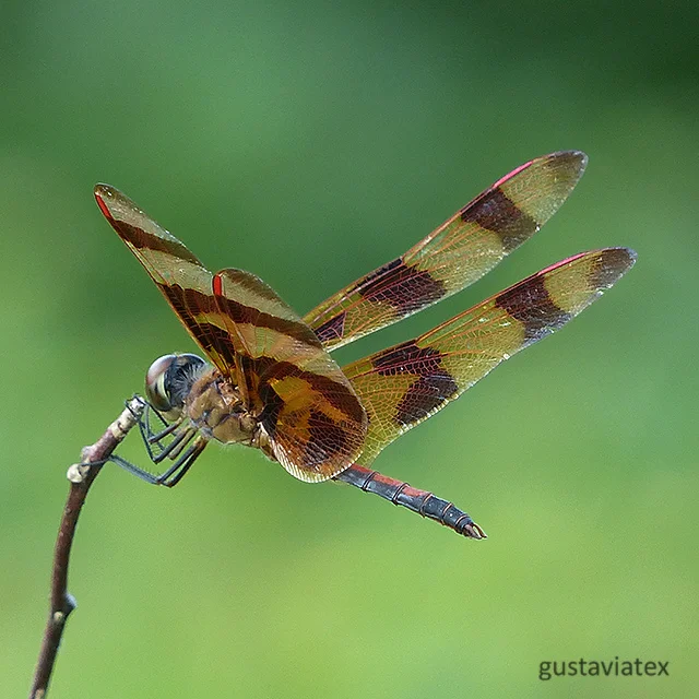 Halloween Pennant dragonfly at Brazos Bend