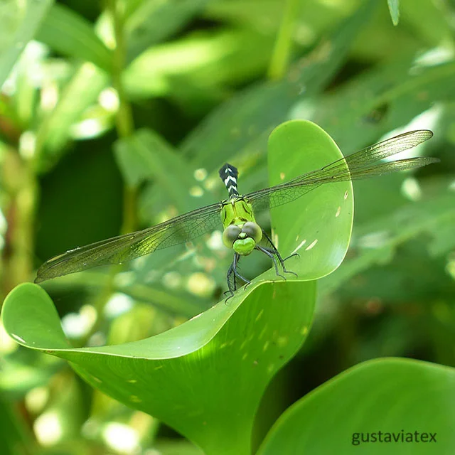 Eastern Pondhawk, female