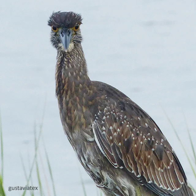 Juvenile Yellow-crowned Night Heron in the rain