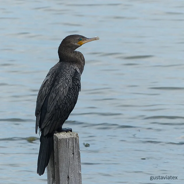 Neoptropic Cormorant at NorthJetty 