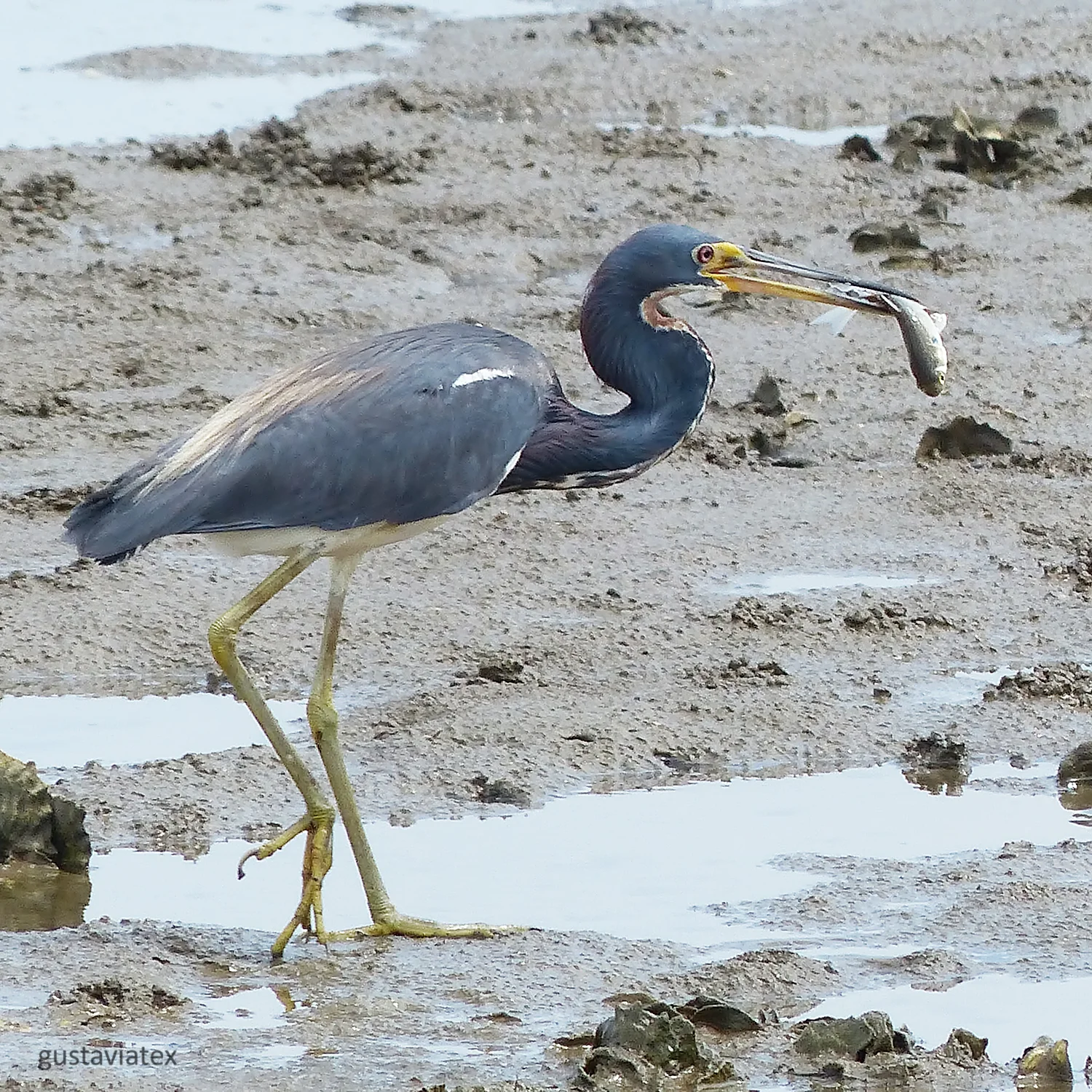 Tri-colored Heron with supper