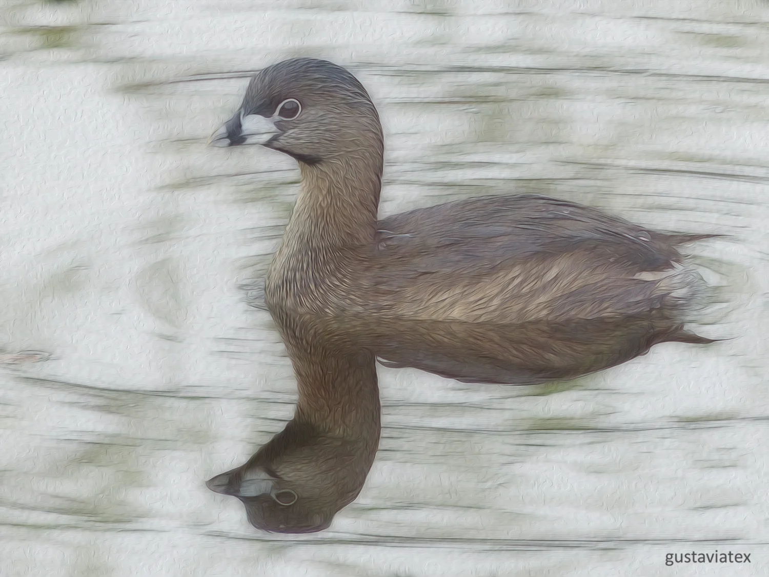 Pied-billed Grebe in breeding plumange