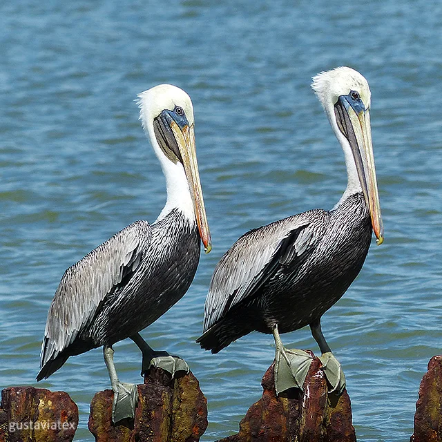 Pair of Pelicans
