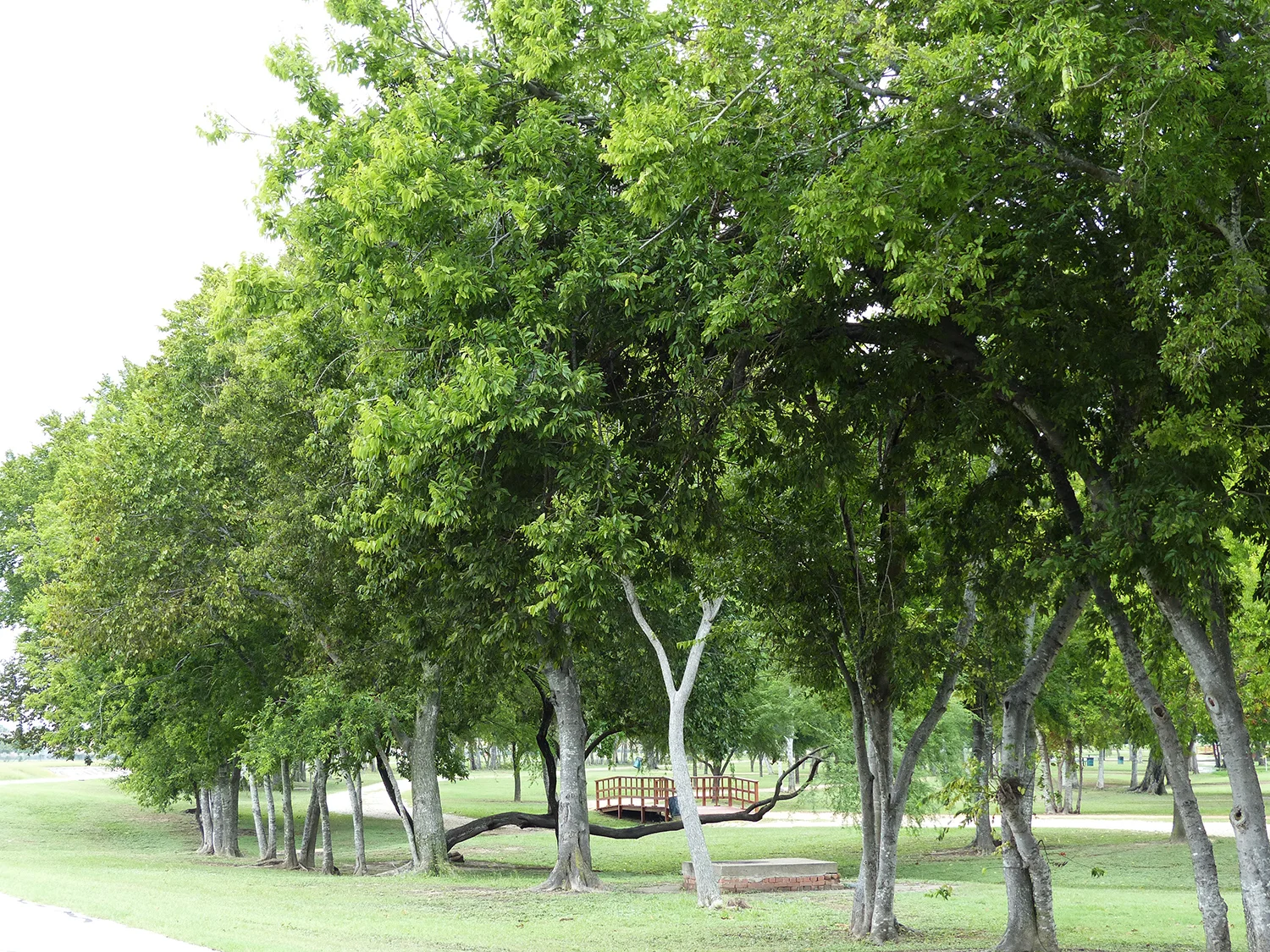 Park area north of Brays Bayou