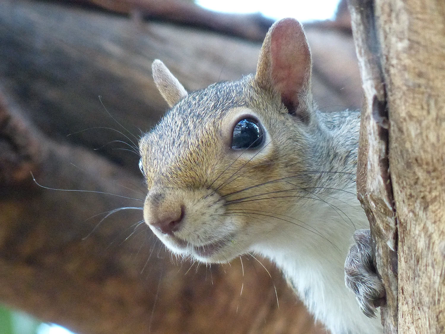 Squirrel Snapshot