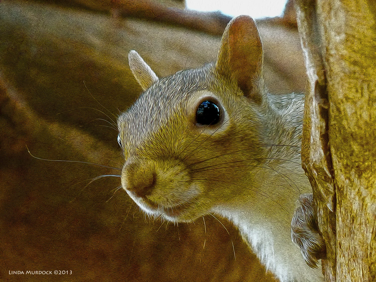 Squirrel Snapshot looking much better