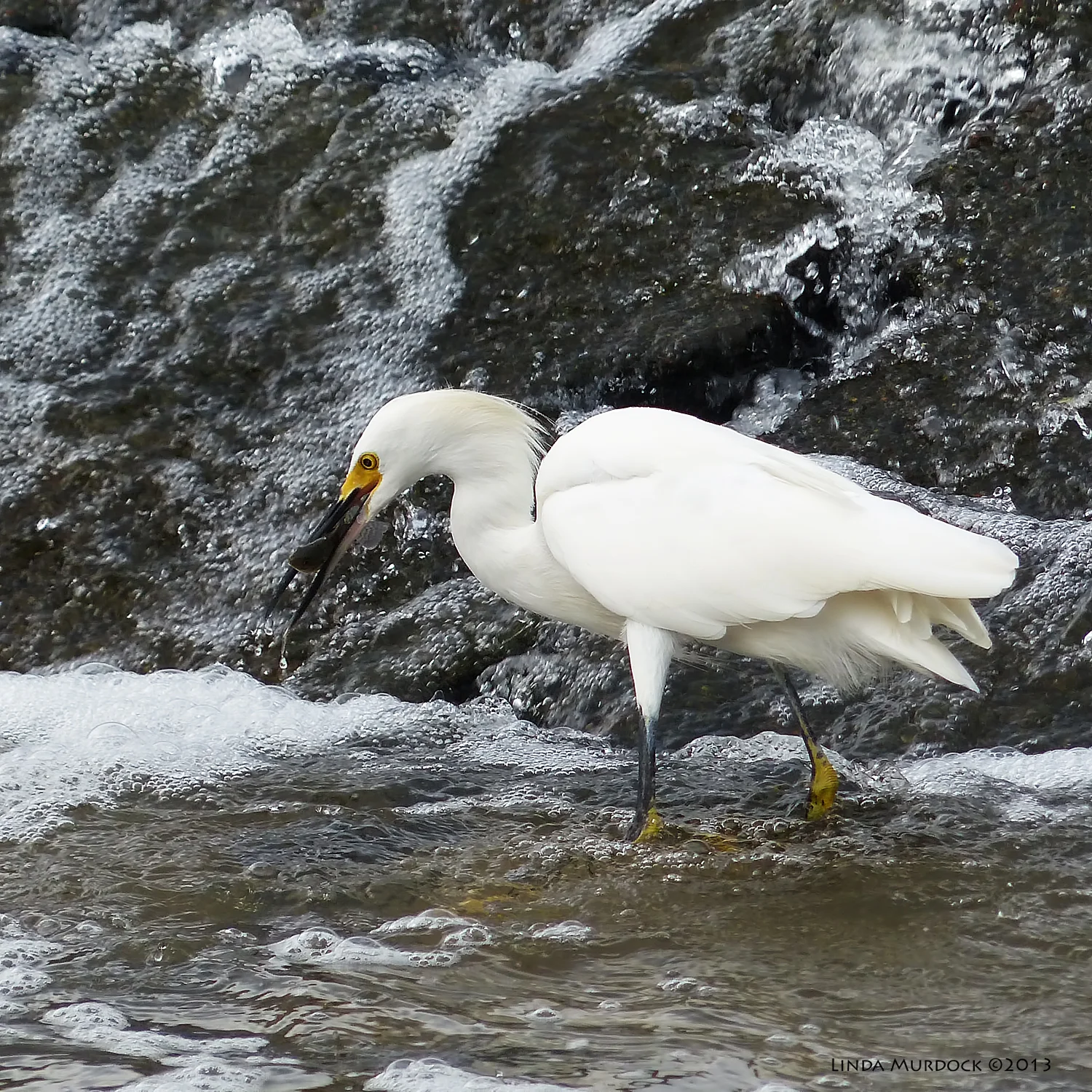Fish dinner