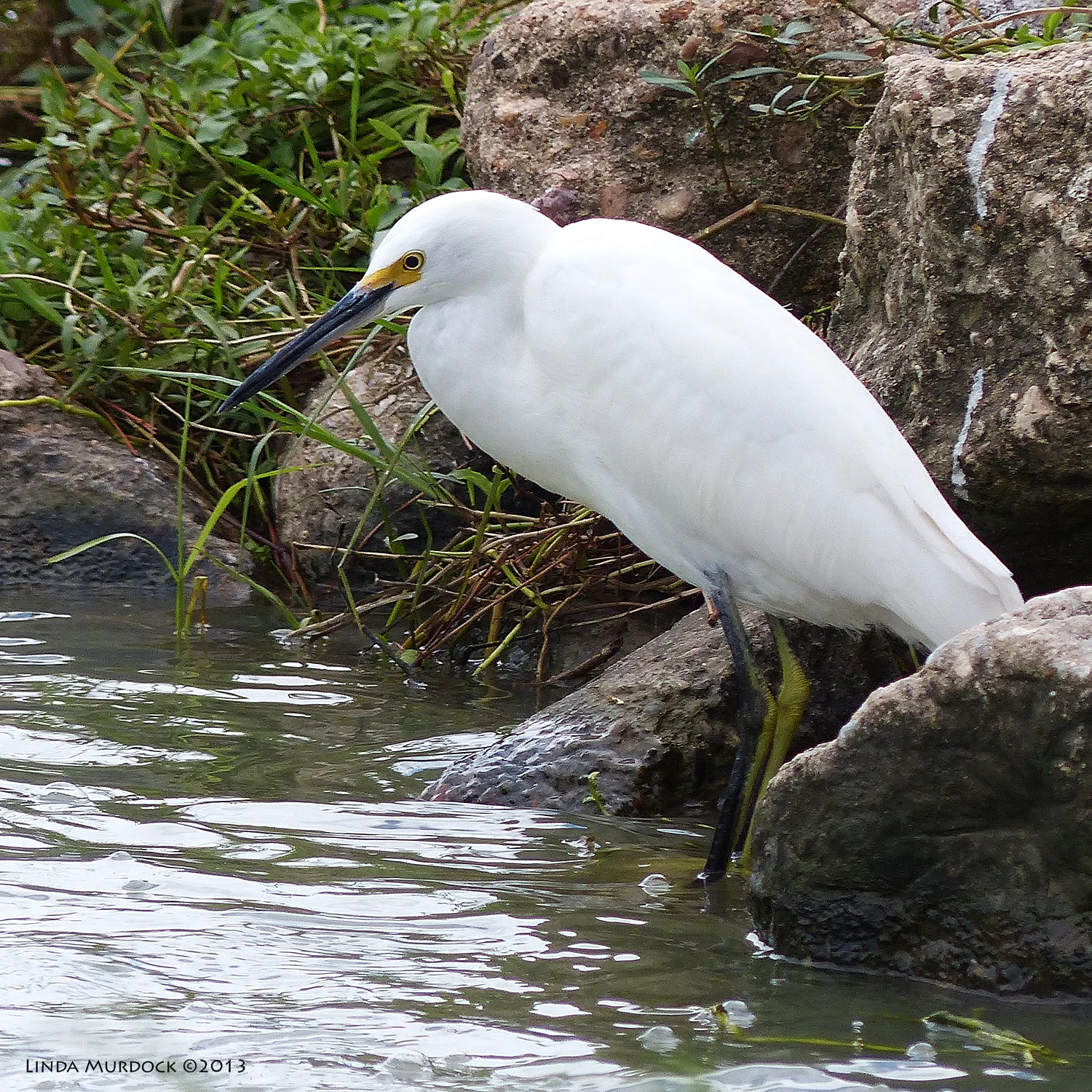Snowy Egret on the rocks