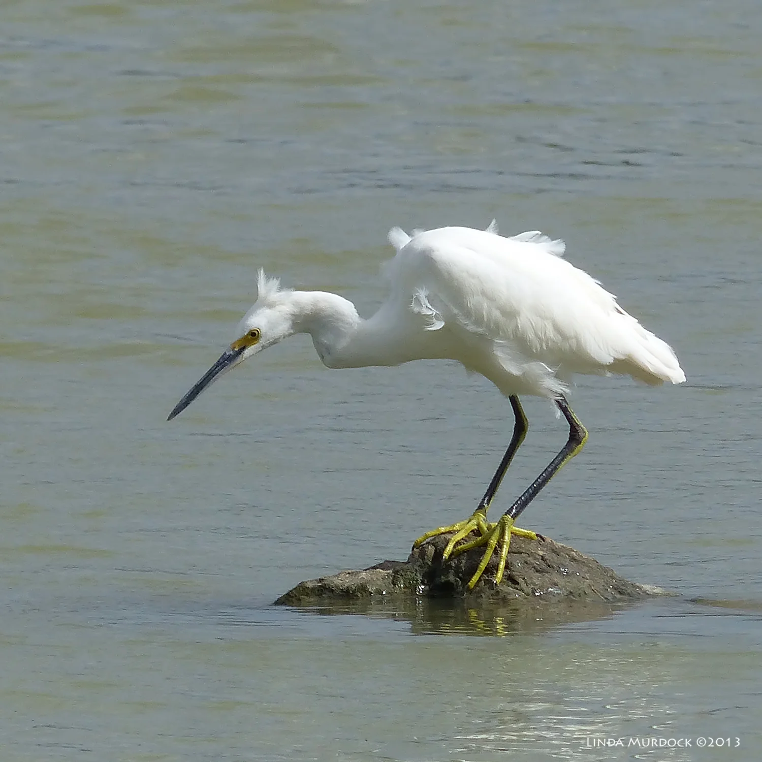 Cooperative Snowy Egret stepping out on tiny island