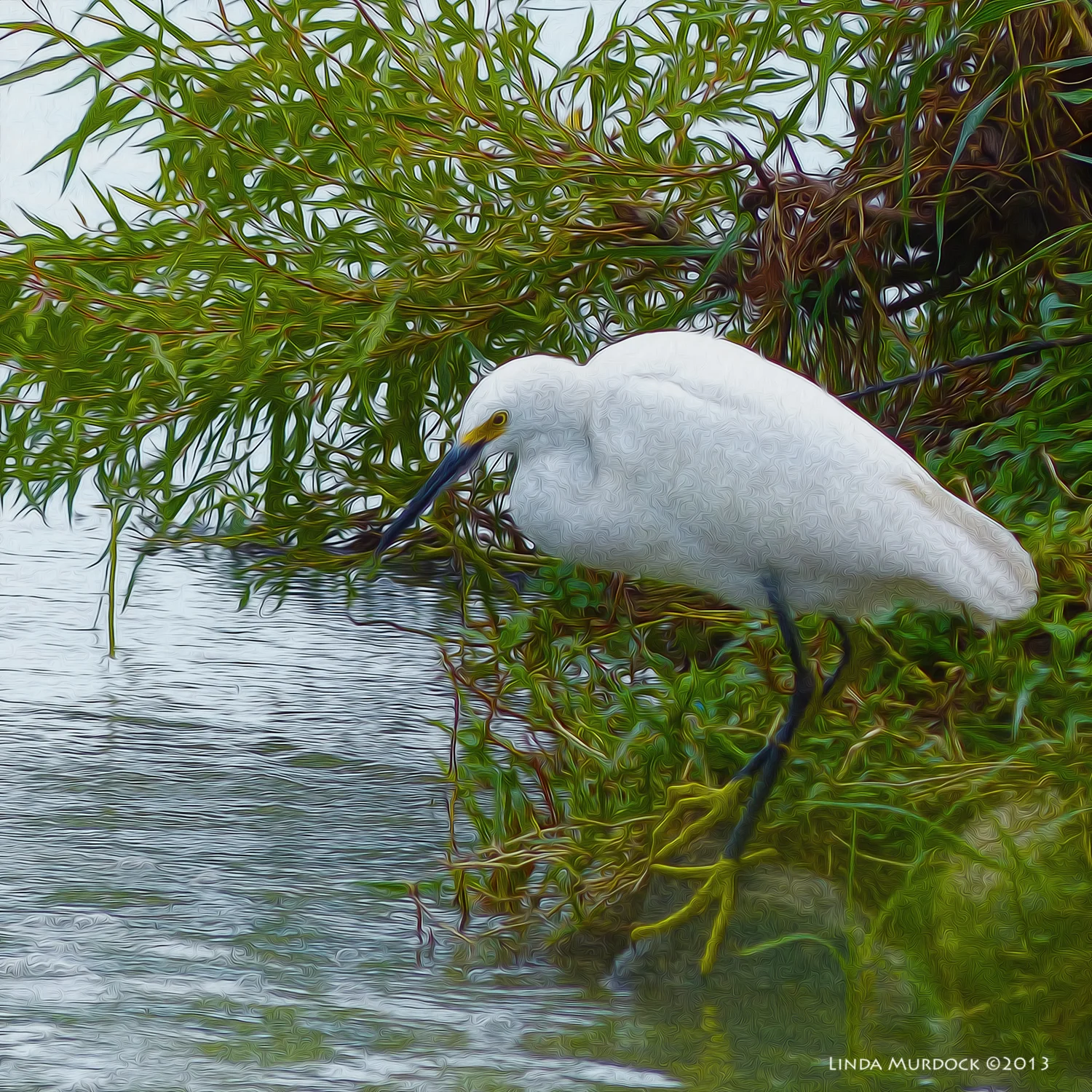 The ever elegant Snowy Egret