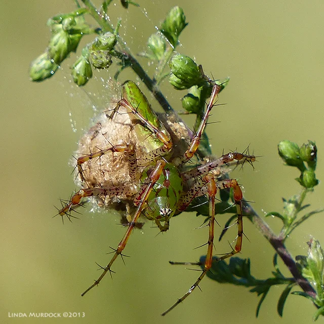 Spider with egg case