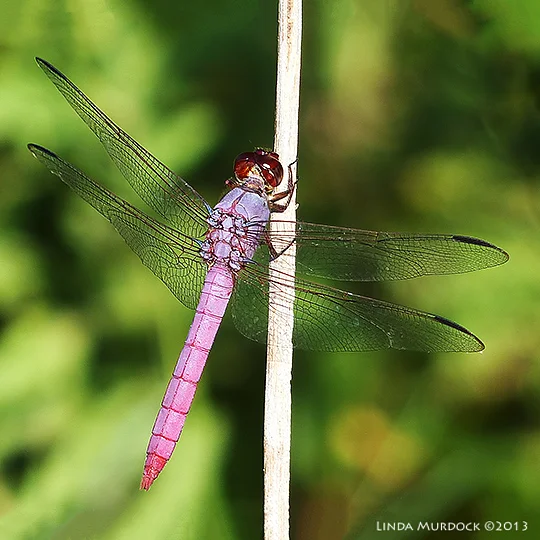 Roseate Skimmer