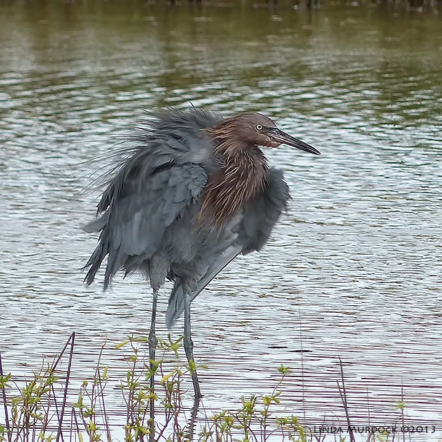 Reddish Egret all fluffed up