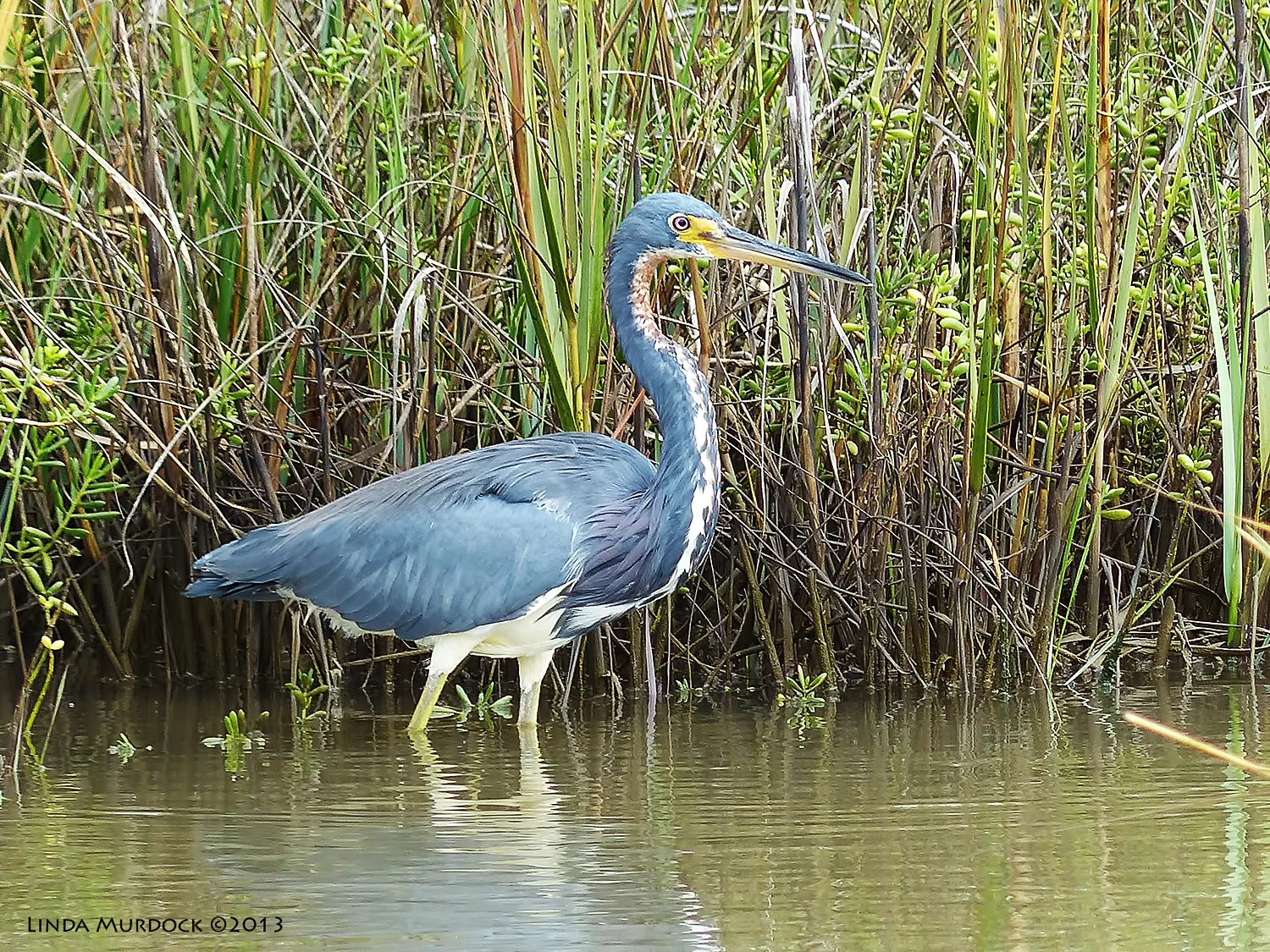Skittish Tri-Colored Heron