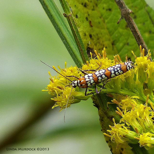 Interesting winged insect