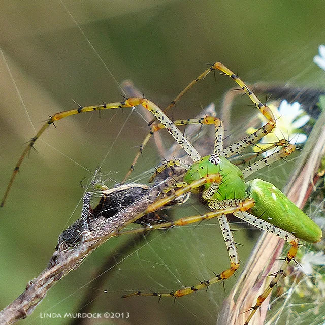Green Lynx Spider and offspring