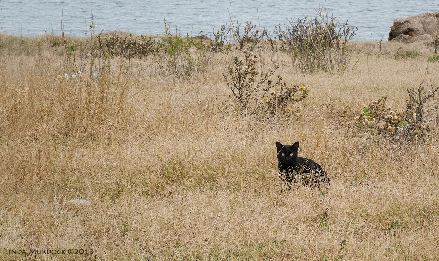 Stranger at the shore. ISO 1000 1/500 at f/11.0 focal length 200.0mm. Cropped for composition.