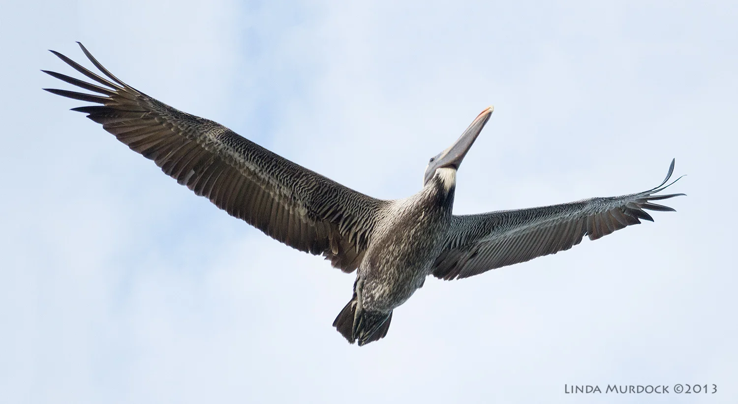 Bird in flight! ISO 1000 1/2000 f/4.0 focal length 200.0mm.