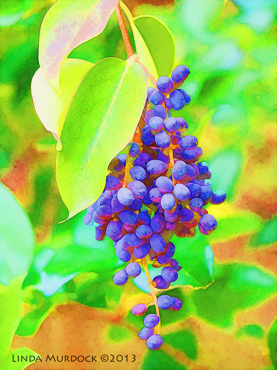 Dreaming of the tropics ISO 640 1/200 f/2.8 focal length 200.0mm Edited with Topaz Simplify and Photoshop Oil Paint