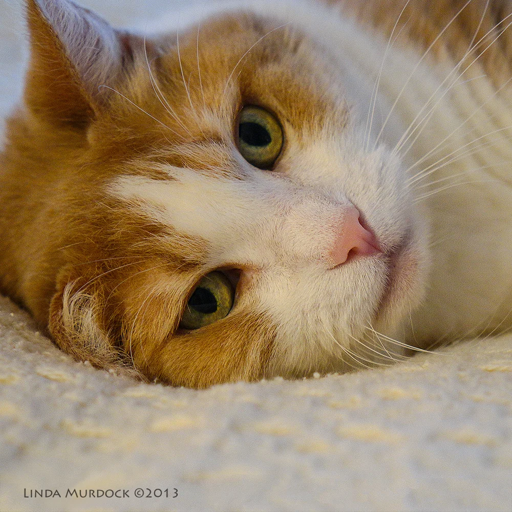 Mags in the middle of my bed ISO 1000 1/80 f/2.8 focal length 83.2mm