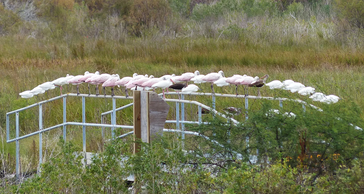 Roseate Spoonbills, Adult and Juvenile White Ibis and Snowy Egrets all being friends