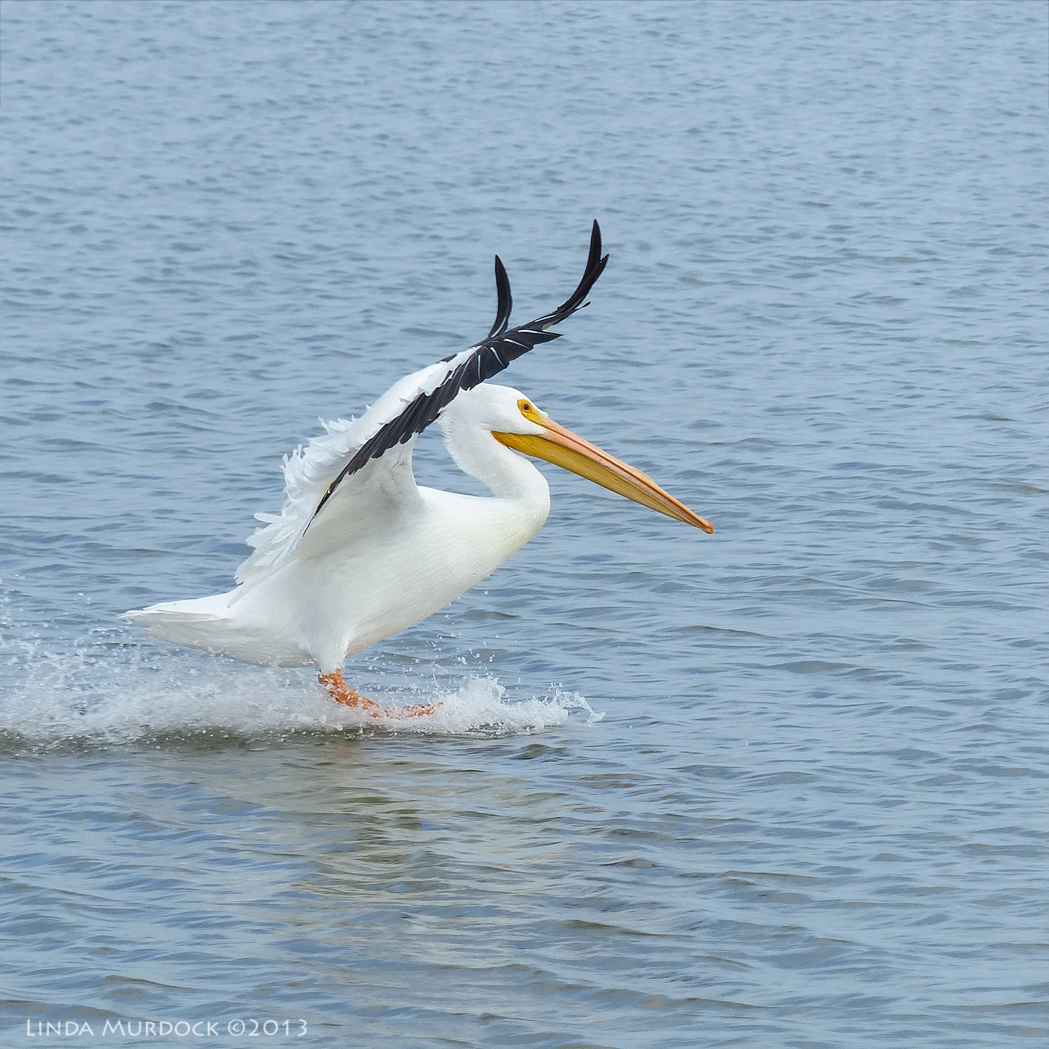 White Pelican coming in for a landing Panasonic Lumix FZ200 ISO 100 1/1000 at f/4.0, focal length 443.0mm. Cropped for composition