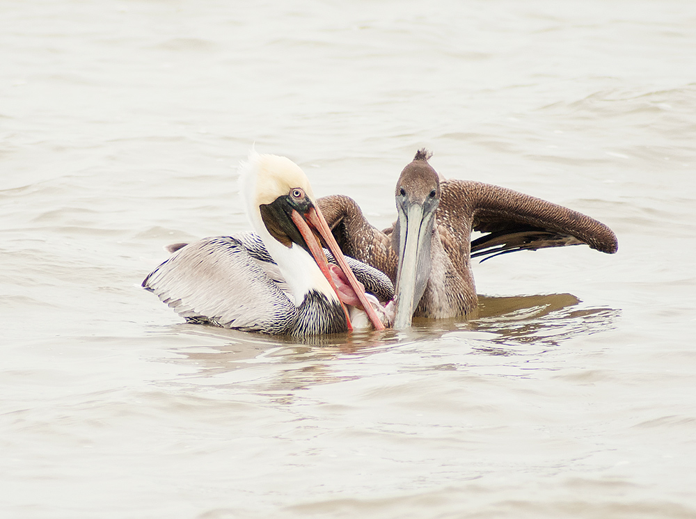 A little game of dominance. Will the adult on the left win or the youngster on the right? SonyA700 ISO 1000 1/1250 at f/5.6 focal length 450.0mm. Cropped for composition