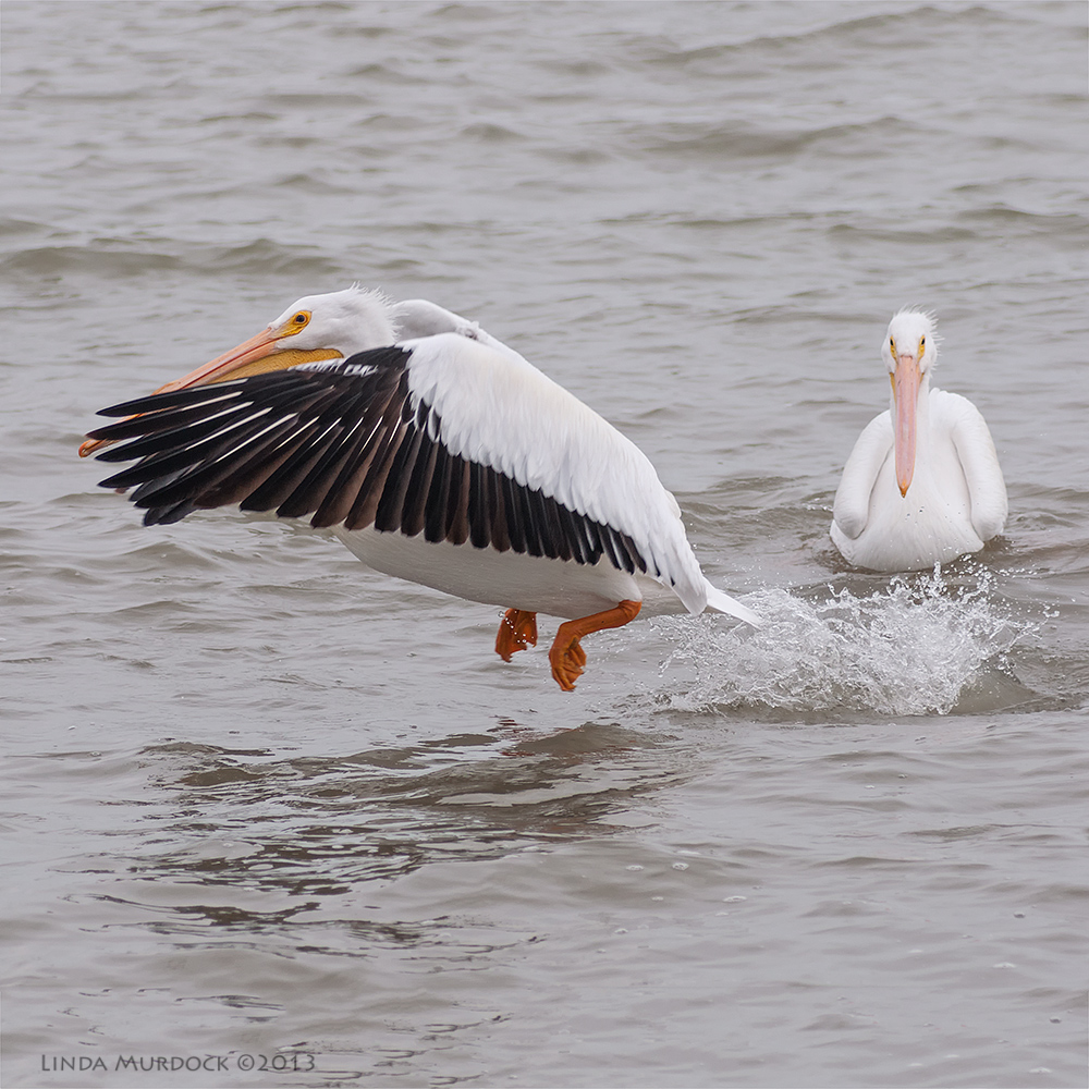 "Olivia was finding it difficult to get airborne after celebrating the holidays" SonyA700 ISO 1000 1/1250at f/5.6, focal length 300.0mm. Cropped for composition