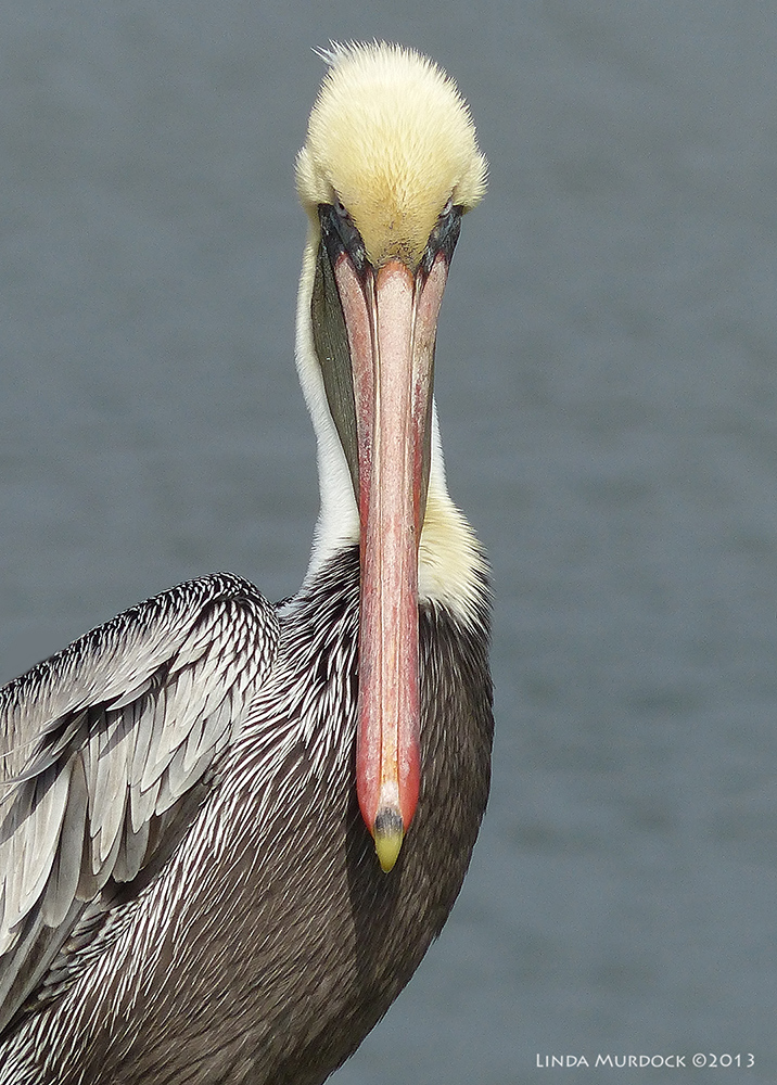 Brown Pelican portrait Panasonic Lumix FZ200 ISO 100 1/1600 at f/4.5 focal length 1200.0mm.
