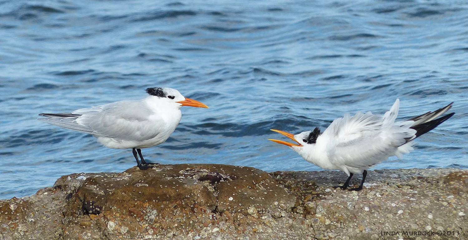 Royal Terns, non-breeding plumage Panasonic Lumix FZ200 1/640 f/4.0 ISO 100