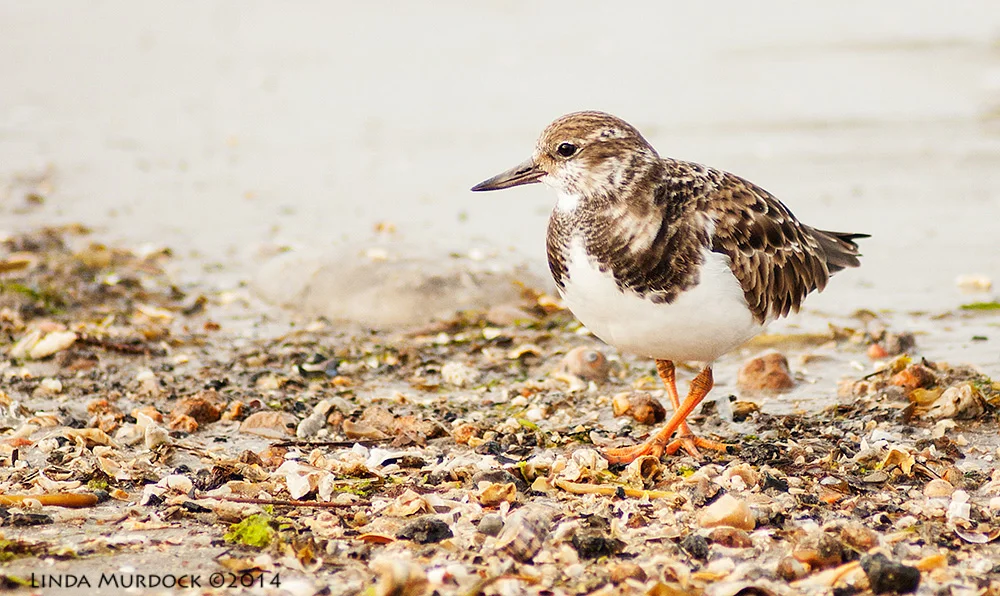 Ruddy Turnstone Sony A700 with 75-300mm 1/1250 sec. f/5.6 ISO 1000
