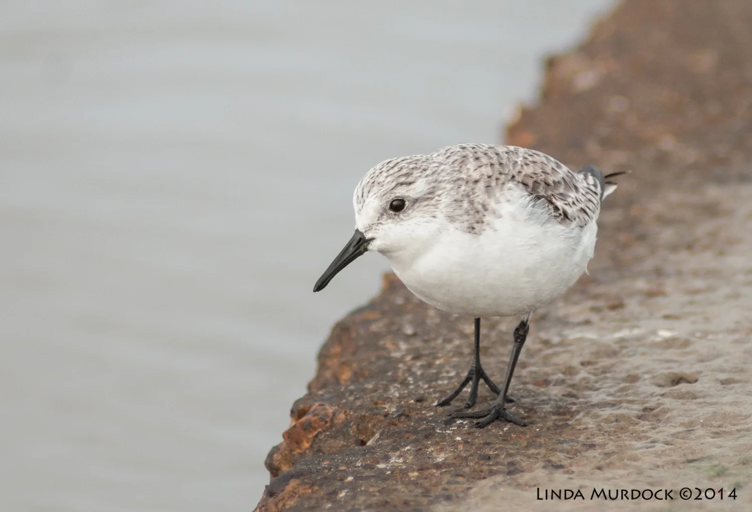 Sanderling Sony A700 with 75-300mm 1/1250 sec. f/5.6 ISO 1000