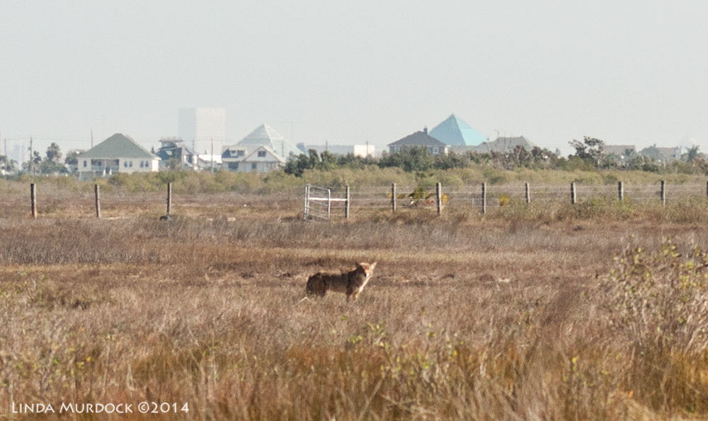 Do you think this is a coyote? Sony A700 with 75-300mm 1/1250 sec. f/6.3 ISO 400