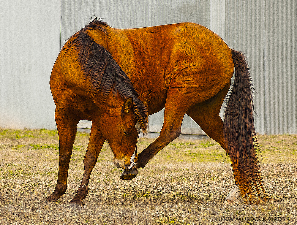 Fractalius and Oil Painted Horse Sony A700 with 75-300mm 1/1000 sec. f/5.6 ISO 400