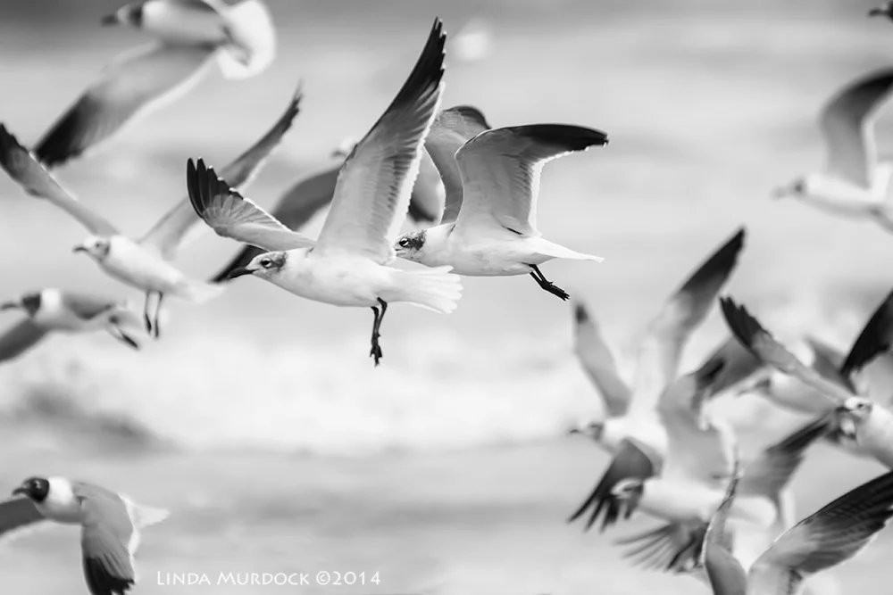 The Birds.... Sony A700 with 70-400mm 1/1250 sec. f/5.6 ISO 640 Silver Efx Pro
